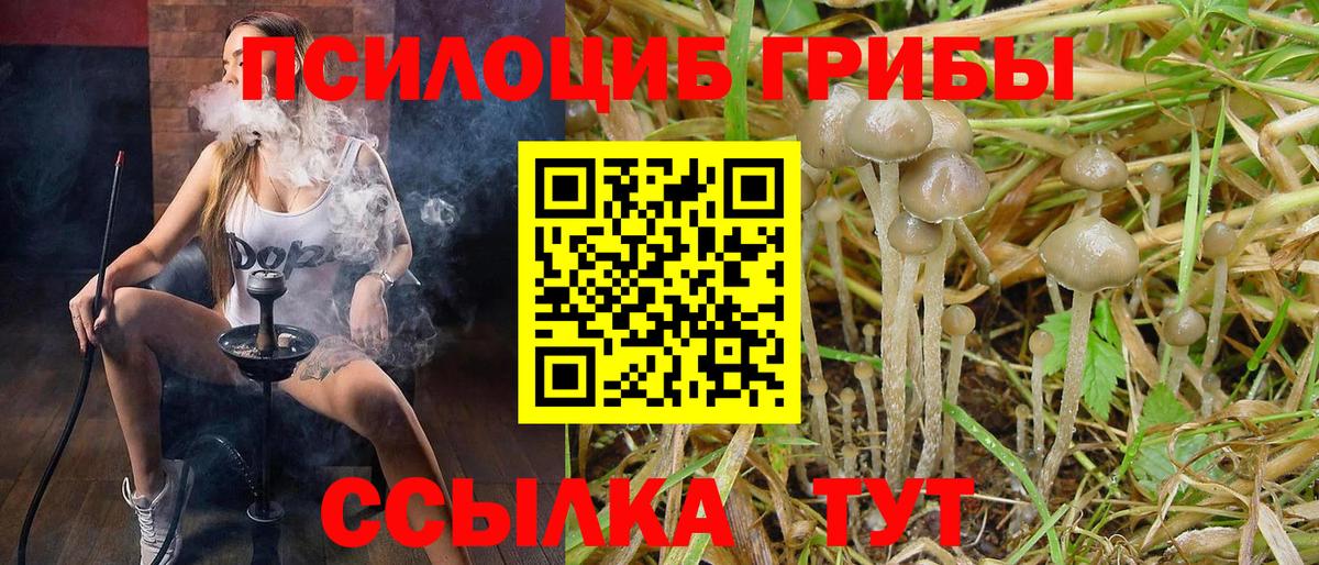 Псилоцибиновые грибы Psilocybe Светлоград